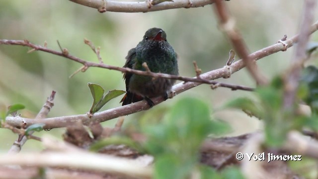 Bronzeschwanz-Buffonkolibri - ML201111051