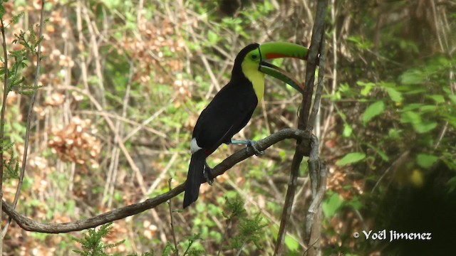 Toucan à carène - ML201111071