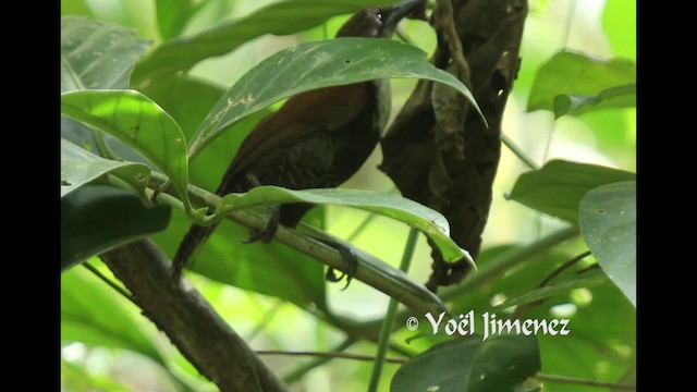 Cucarachero Ventrinegro - ML201111121