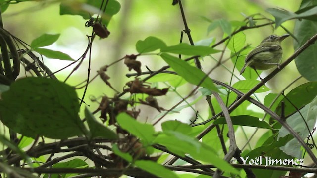 Southern Bentbill - ML201111171