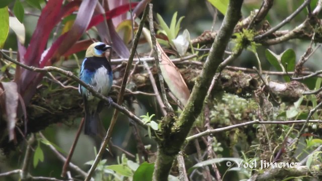 Golden-hooded Tanager - ML201111191