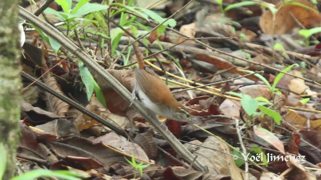 Rufous-and-white Wren - ML201111211