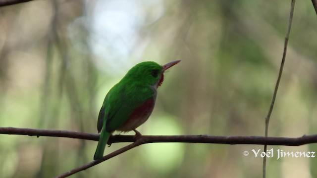 Broad-billed Tody - ML201111221