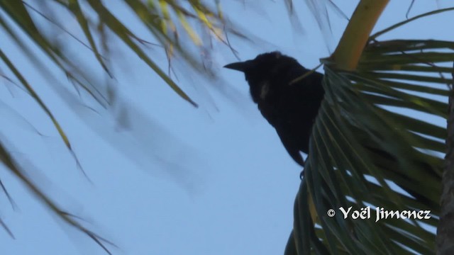 White-necked Crow - ML201111231
