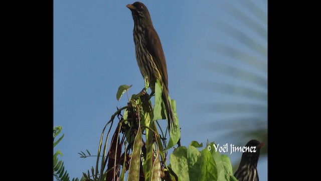 Palmchat - ML201111241