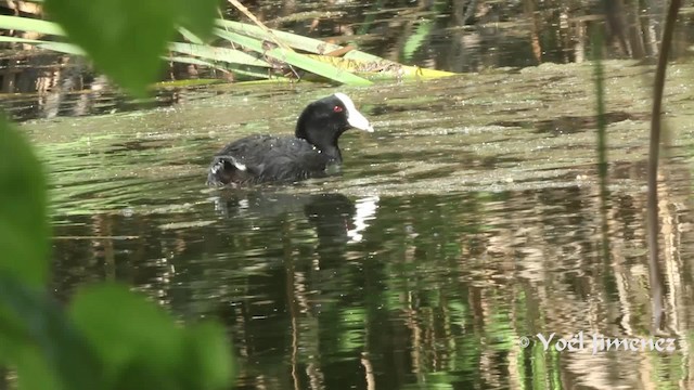 American Coot - ML201111351