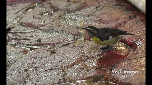 Bananaquit (Greater Antillean) - ML201111361