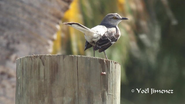 Northern Mockingbird - ML201111371