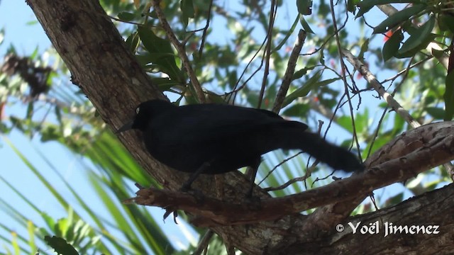 Greater Antillean Grackle - ML201111391