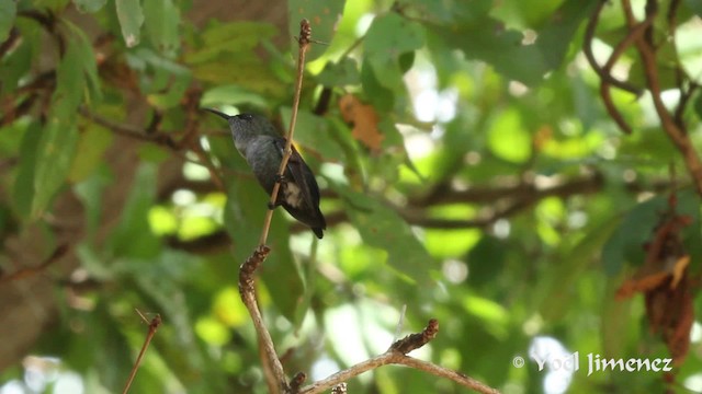 Colibrí Zumbadorcito - ML201111411