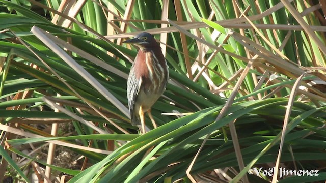 Green Heron (virescens/bahamensis) - ML201111431