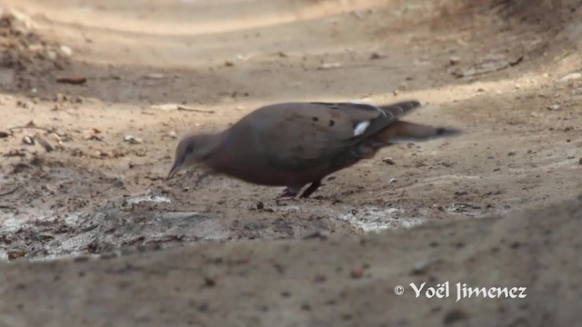 Zenaida Dove - ML201111451