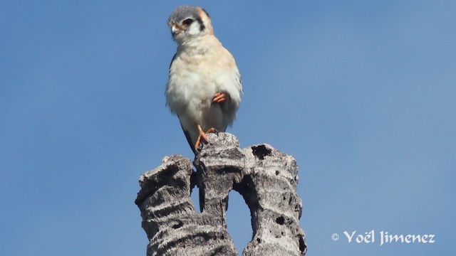 Buntfalke (dominicensis) - ML201111471