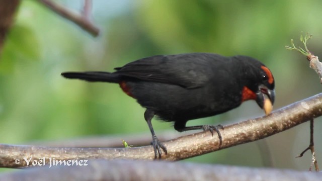 Greater Antillean Bullfinch - ML201111481