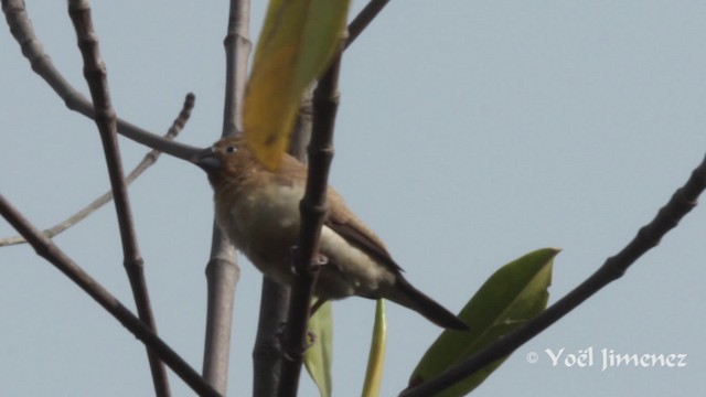 African Silverbill - ML201111491