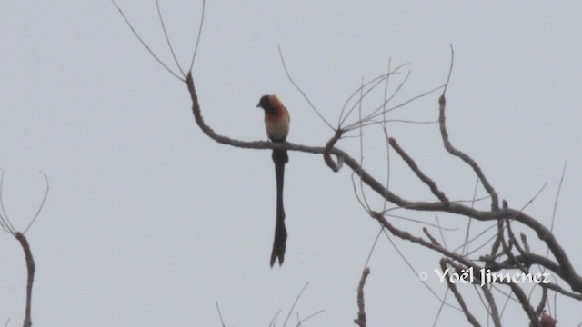 Sahel Paradise-Whydah - ML201111511