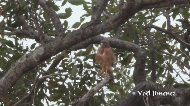 Grasshopper Buzzard - ML201111521