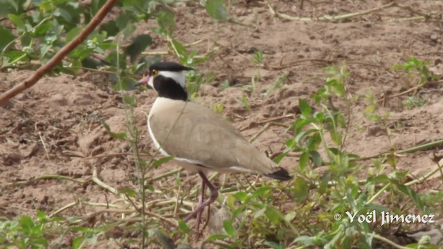 Black-headed Lapwing - ML201111531