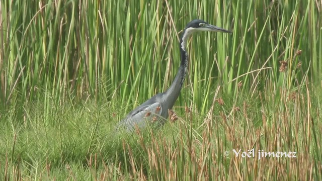 Black-headed Heron - ML201111541