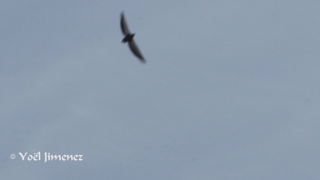 Bateleur - ML201111561