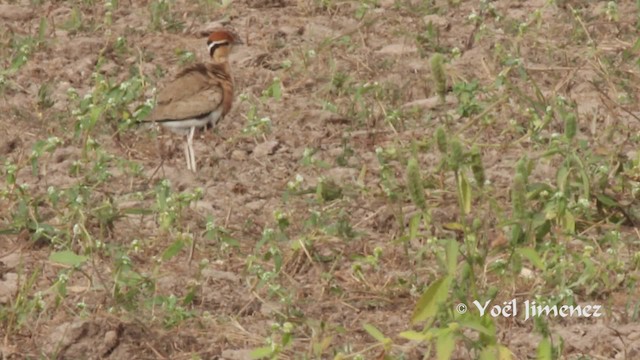 Temminck's Courser - ML201111581