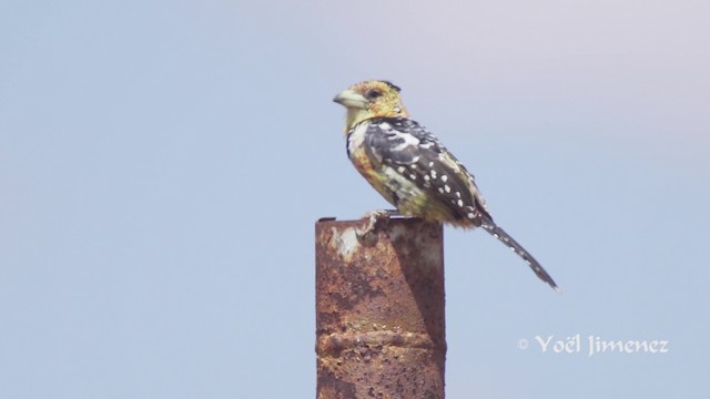 Tepeli Barbet - ML201111611