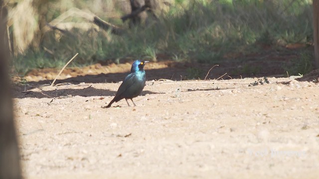 Estornino de El Cabo - ML201111641