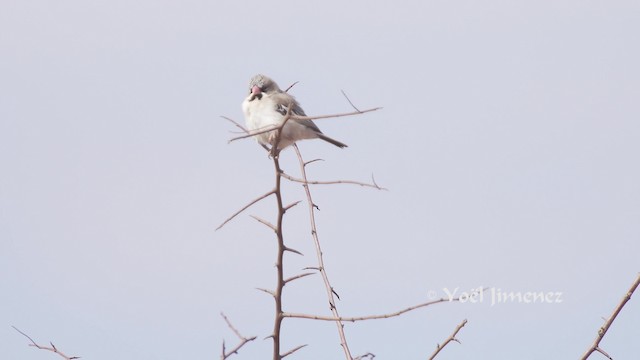 Scaly Weaver - ML201111681