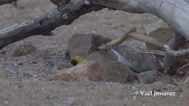 Moineau sud-africain - ML201111711