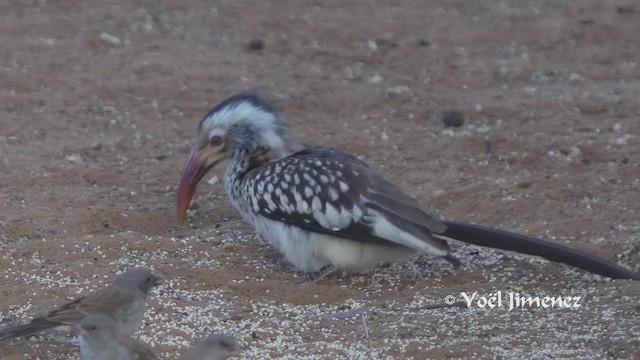 Güneyli Kırmızı Gagalı Boynuzgaga - ML201111721