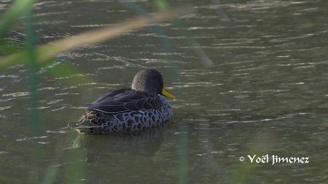 Yellow-billed Duck - ML201111731