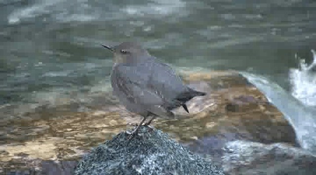 American Dipper (Northern) - ML201111761