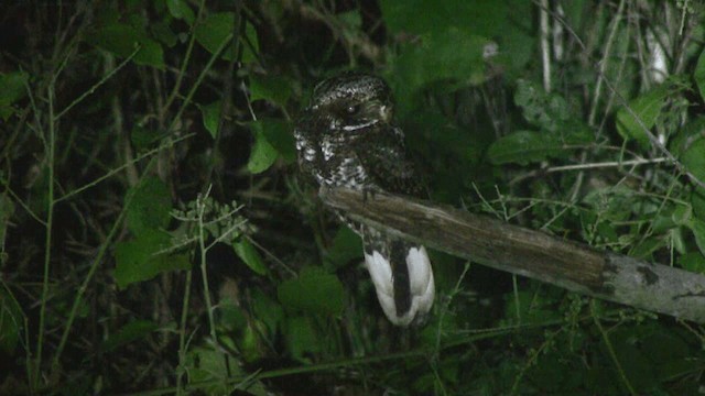 Yucatan Nightjar - ML201111851