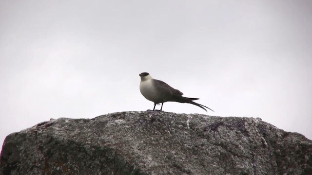 Long-tailed Jaeger - ML201111861