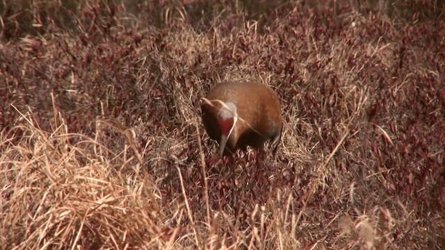 jeřáb kanadský (ssp. canadensis) - ML201111931