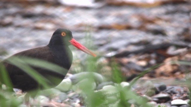 Black Oystercatcher - ML201111941