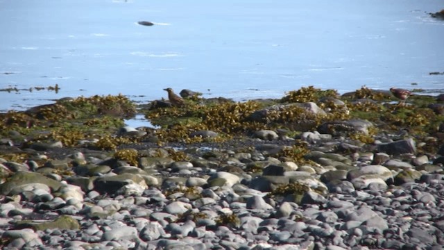 Varied Thrush - ML201111971