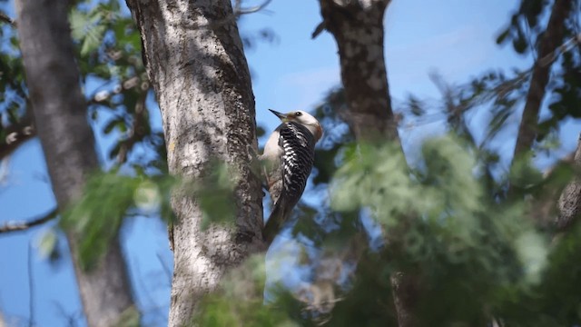 Yucatan Woodpecker - ML201112031