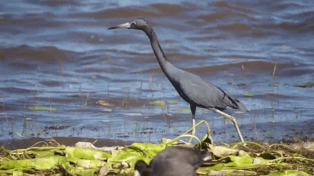 Little Blue Heron - ML201112071