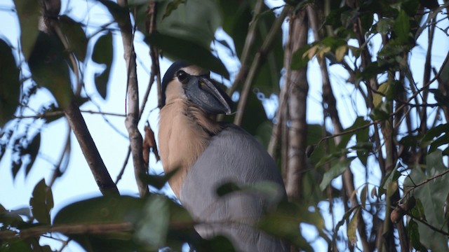 Boat-billed Heron (Northern) - ML201112101