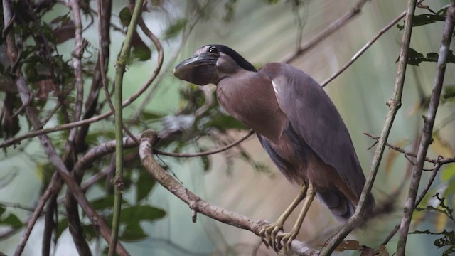 Boat-billed Heron (Northern) - ML201112111