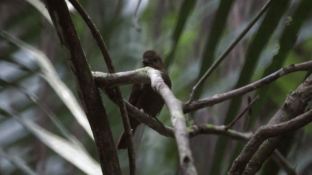 Northern Schiffornis (Northern) - ML201112121