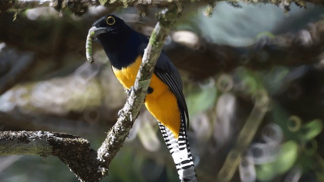 Gartered Trogon - ML201112131