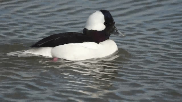 bøffeland - ML201112211