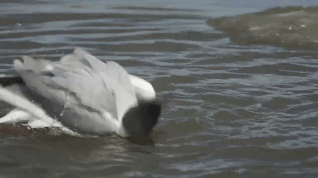 Bonaparte's Gull - ML201112221