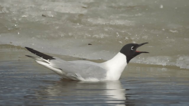 Bonaparte's Gull - ML201112231