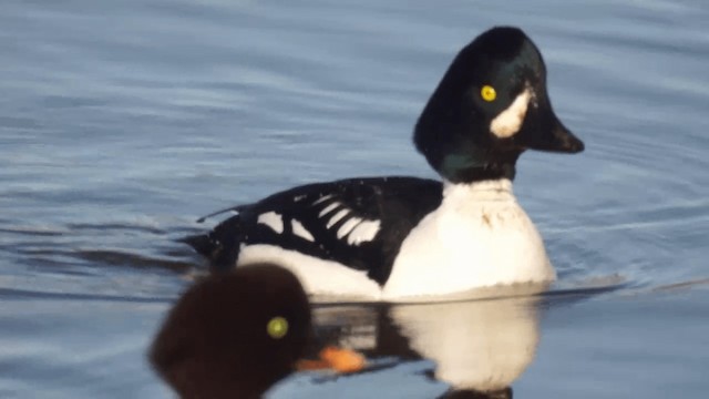 Barrow's Goldeneye - ML201112241