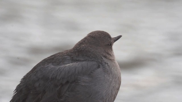 American Dipper (Northern) - ML201112251