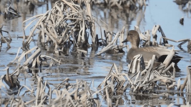 Gadwall - ML201112261