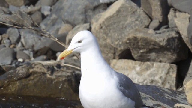 Herring Gull (American) - ML201112271